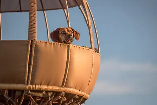 Paws Above the Clouds