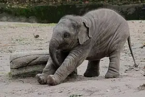 A Morning or Afternoon with the Elephants | Small Group Tour