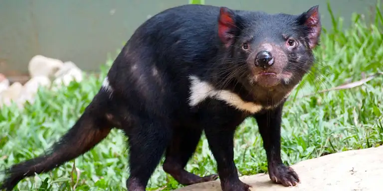Australian Wildlife at Rainforestation Kuranda