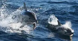 dolphin watching cruise port stephens