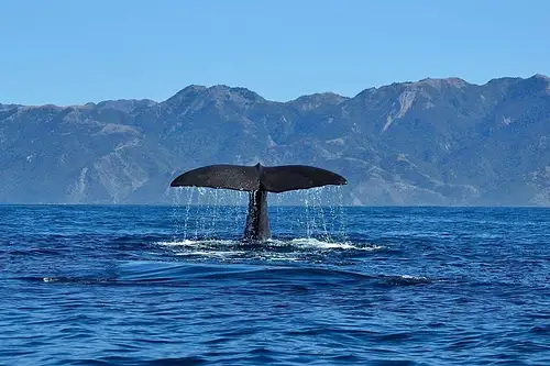 South Island Kaikoura Whale Watching Tour