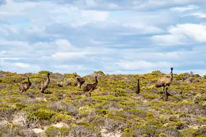 Wildlife, Sightseeing & 4WD Tour | Port Lincoln