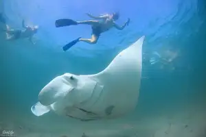 Marine Eco Safari with Manta Rays