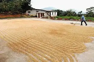 coffee-tour-costa-rica