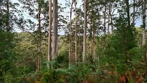 Southern Forests Weekender Experience | Off the Beaten Track WA