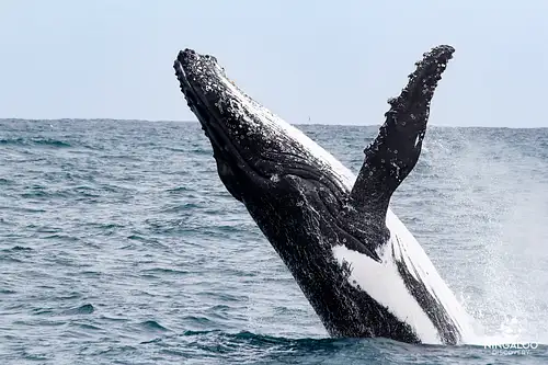Swim with Whale Sharks Ningaloo on a Powerboat (Aug-Oct) | from Exmouth