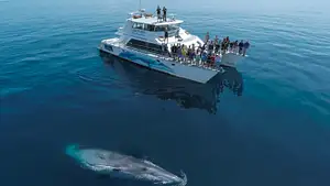 auckland whale and dolphin safari discounts