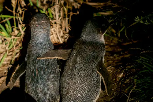 penguin tours bicheno