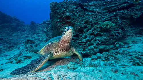Shallow Reefs Dive Tour